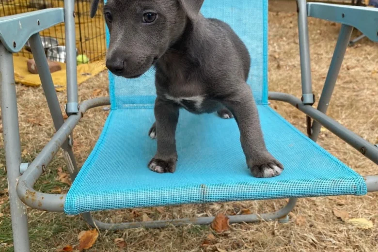 Jack Russell