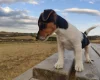 Jack Russell