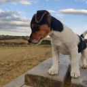 Jack Russell
