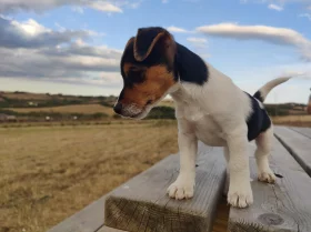 Jack Russell