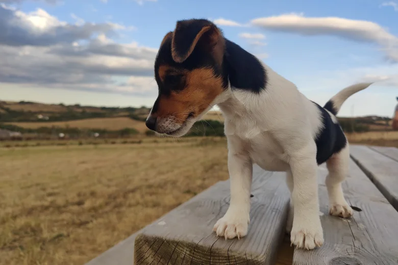 Jack Russell