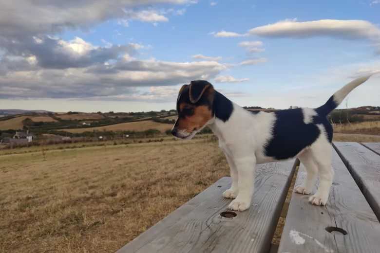 Jack Russell