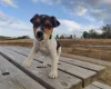 Jack Russell