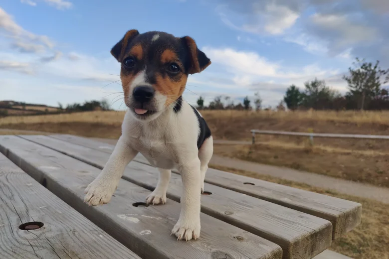 Jack Russell