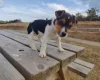 Jack Russell