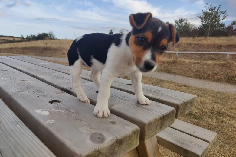 Jack Russell