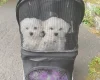 Maltese