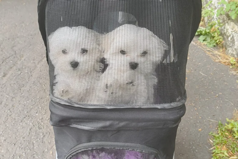 Maltese