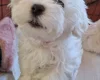 Maltese