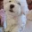 Maltese