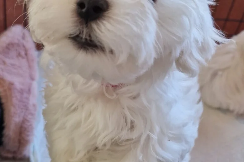 Maltese