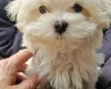 Maltese