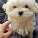 Maltese