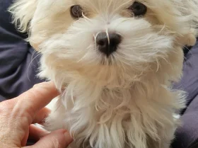 Maltese