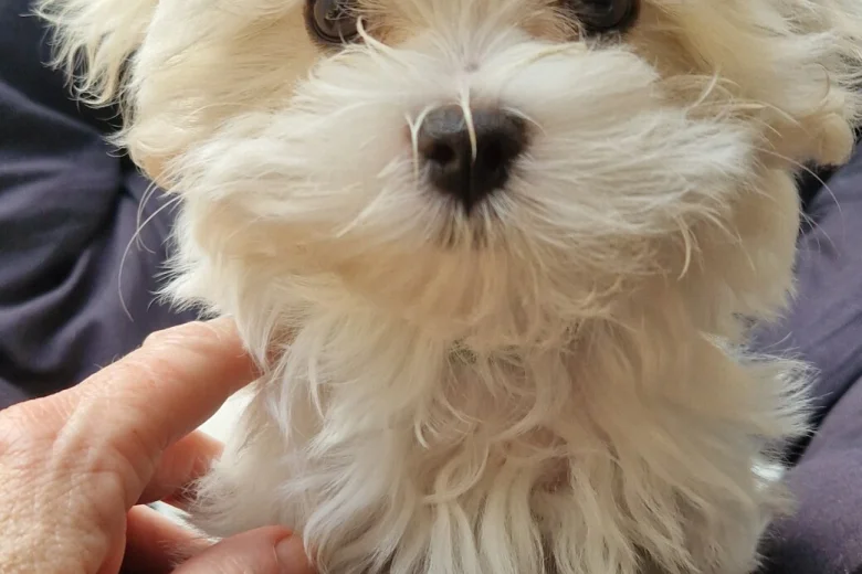 Maltese