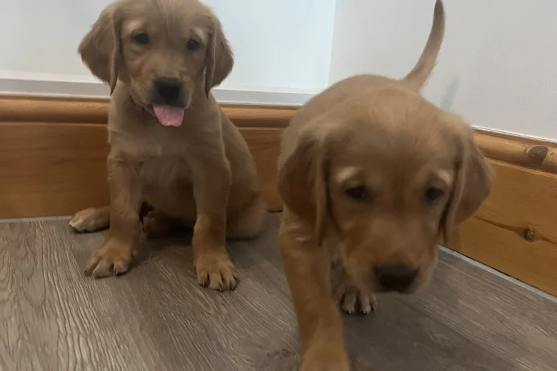 Golden Retriever