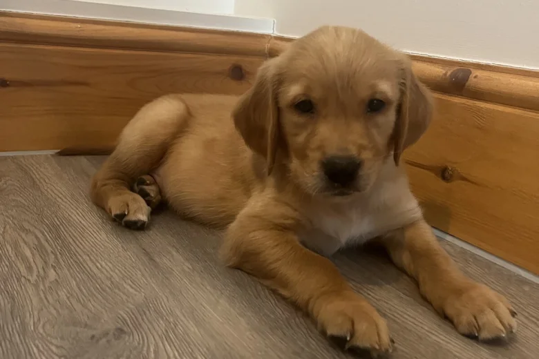 Golden Retriever