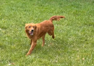Stud