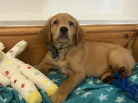 Golden Retriever