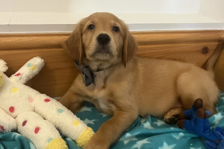 Golden Retriever