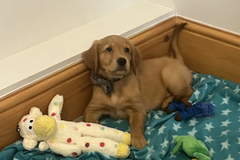Golden Retriever
