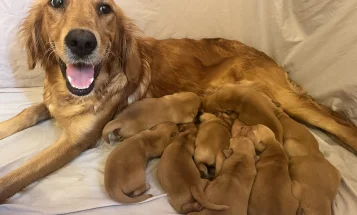 Golden Retriever