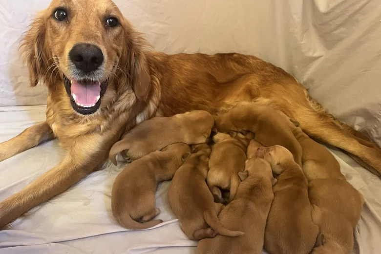 Golden Retriever