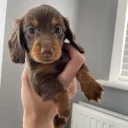 Dachshund (Miniature Long Haired)