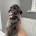 Dachshund (Miniature Long Haired)