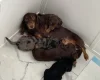 Dachshund (Miniature Long Haired)