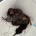 Dachshund (Miniature Long Haired)