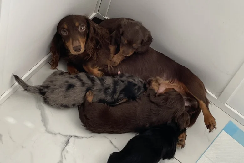 Dachshund (Miniature Long Haired)