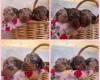 Dachshund (Miniature Smooth Haired)