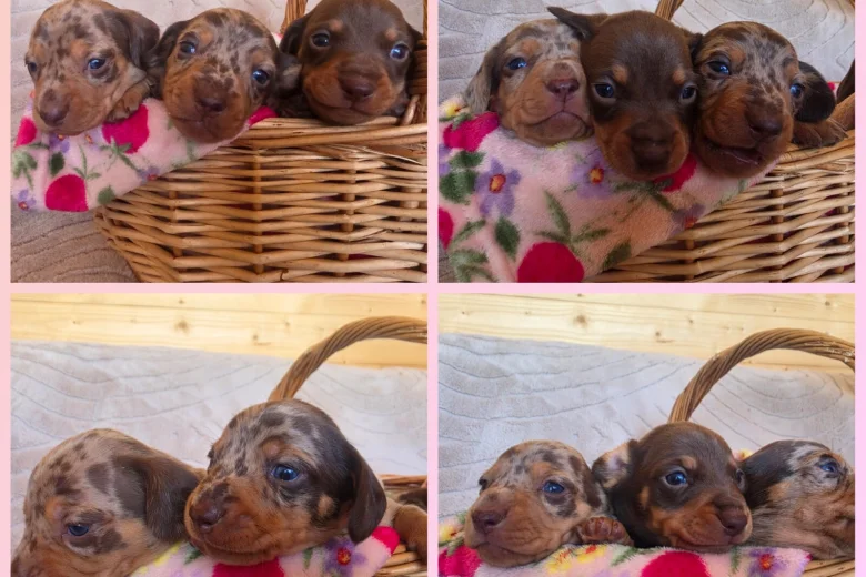 Dachshund (Miniature Smooth Haired)