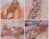 Dachshund (Miniature Smooth Haired)