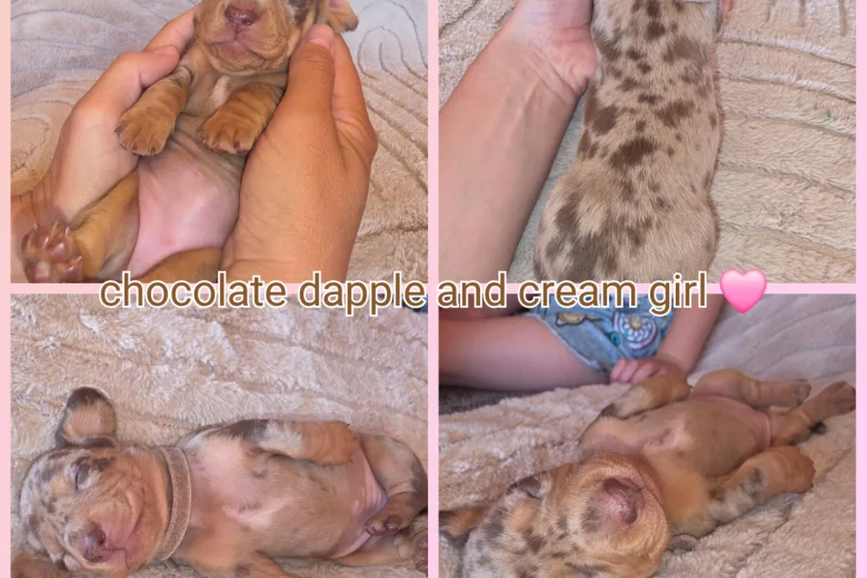 Dachshund (Miniature Smooth Haired)