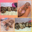 Dachshund (Miniature Smooth Haired)