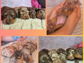 Dachshund (Miniature Smooth Haired)