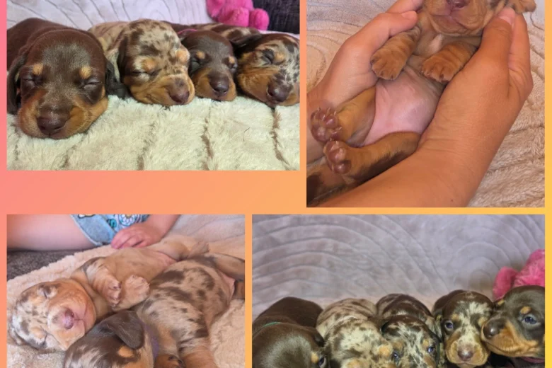 Dachshund (Miniature Smooth Haired)