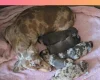 Dachshund (Miniature Smooth Haired)