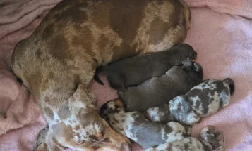 Dachshund (Miniature Smooth Haired)