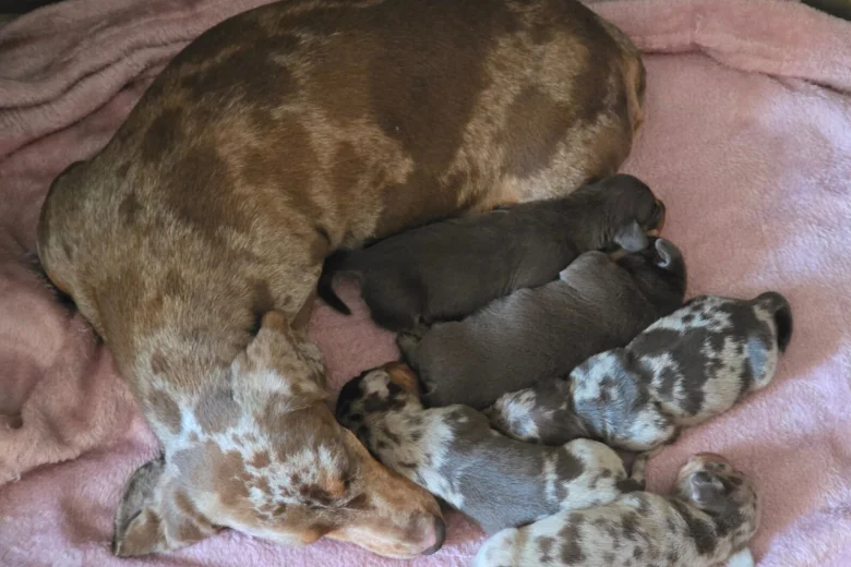 Dachshund (Miniature Smooth Haired)