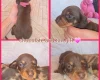 Dachshund (Miniature Smooth Haired)