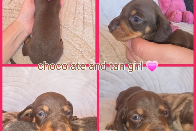 Dachshund (Miniature Smooth Haired)