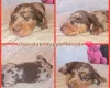 Dachshund (Miniature Smooth Haired)