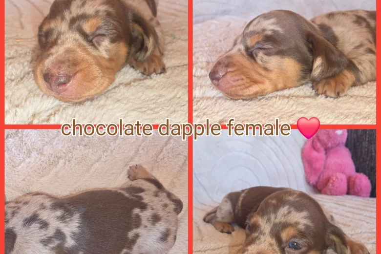 Dachshund (Miniature Smooth Haired)