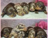 Dachshund (Miniature Smooth Haired)
