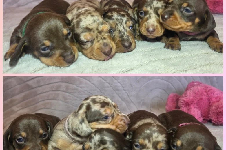 Dachshund (Miniature Smooth Haired)