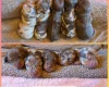 Dachshund (Miniature Smooth Haired)