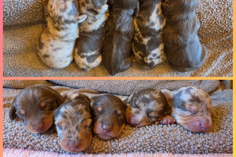 Dachshund (Miniature Smooth Haired)